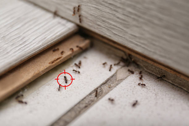 Best Termite Control Services  in Mount Pleasant, IA