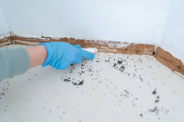 Best Mosquito Control Services  in Mount Pleasant, IA